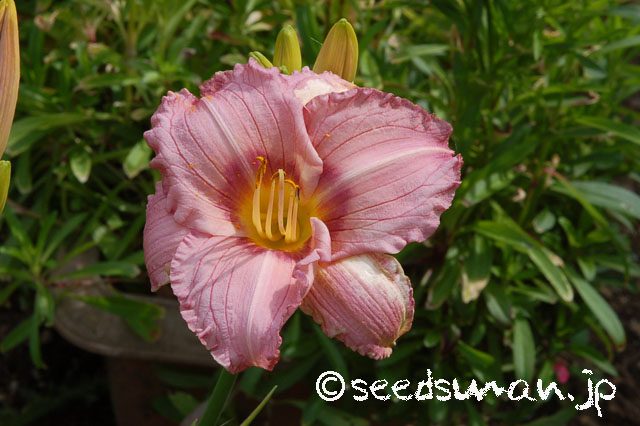 hemerocallis_NuminousMoments_20120627_2
