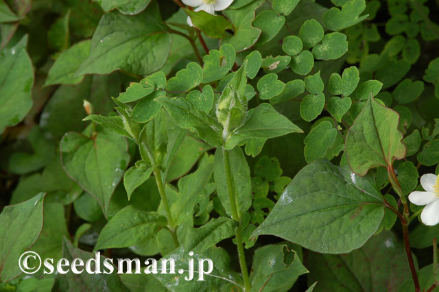 lychnis_sieboldii_Albiflora_20120605