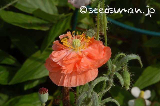 papaver_rhoeas_EngelsChoir_20120618_2