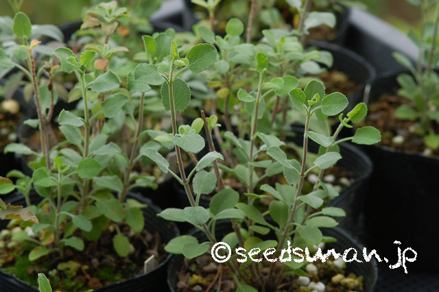 salvia_africana-lutea_20120623