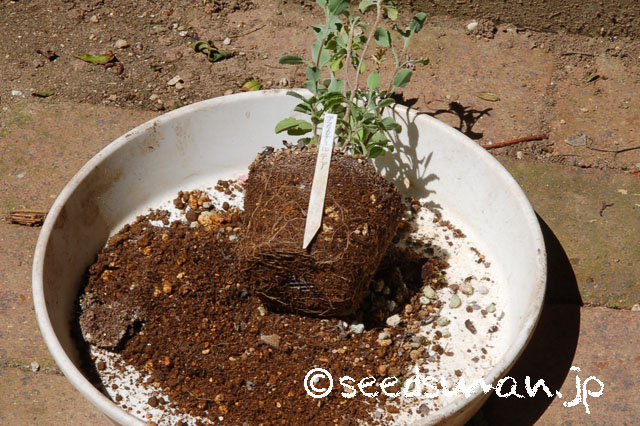 salvia_africana-lutea_20120626_1 salvia_africana-lutea_20120626_1