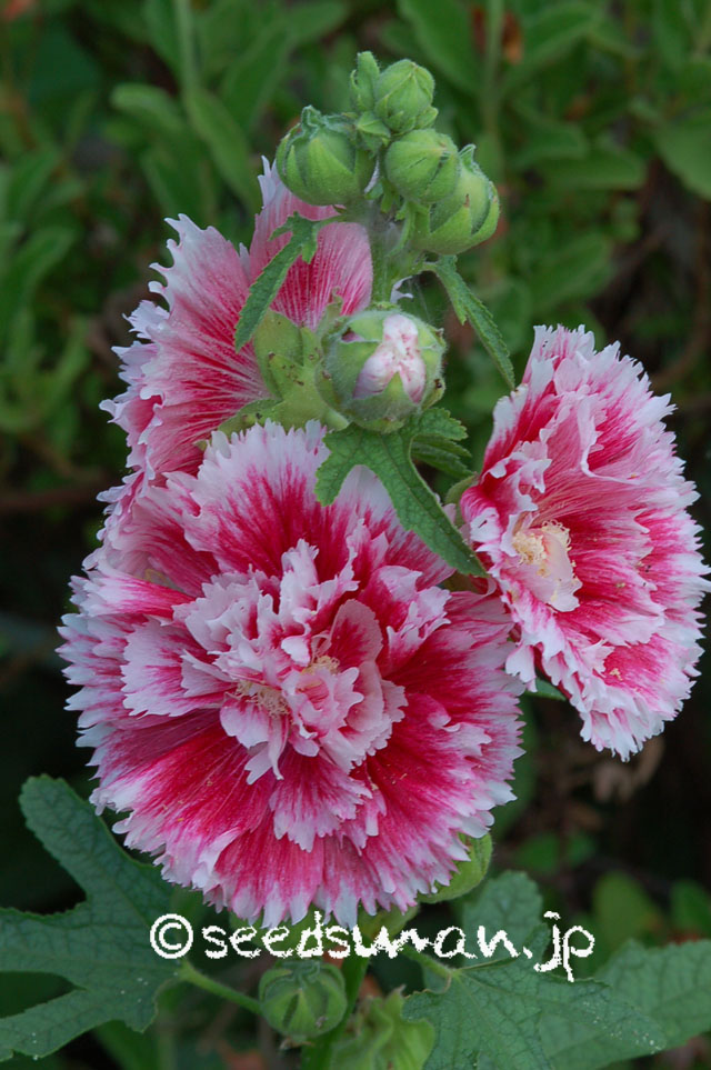 alcea_rosea_FiestaTime_20120719
