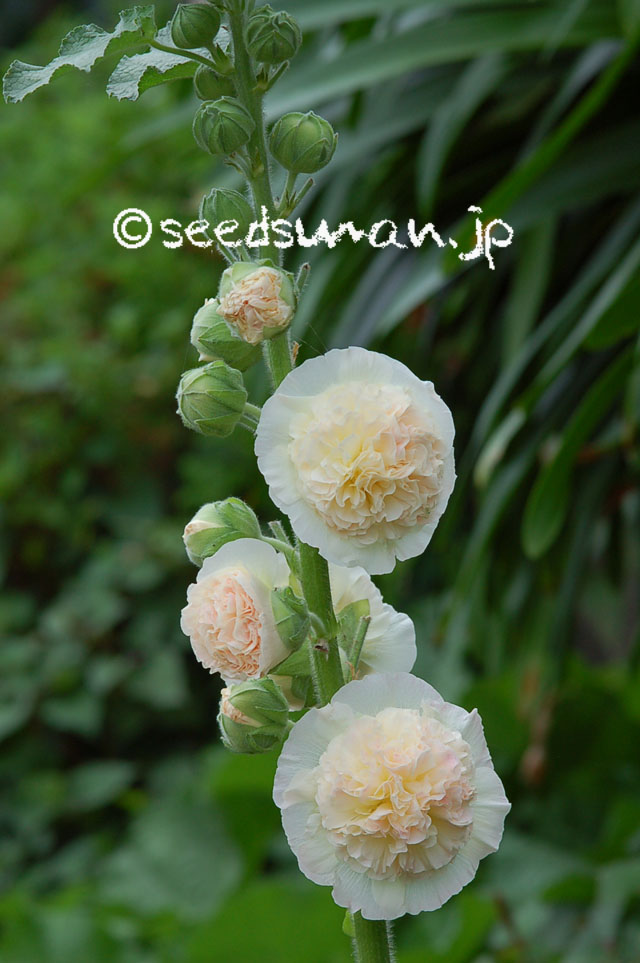 alcea_rosea_PeachesnDream_20120720