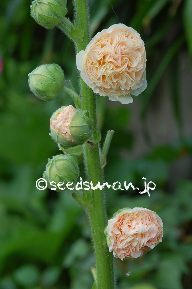 alcea_rosea_PeachesnDreams_20120719