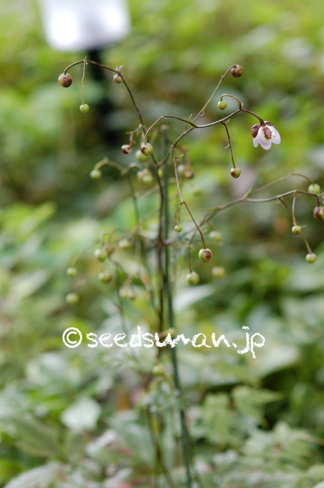 anemonopsis_macrophylla_20120720_1
