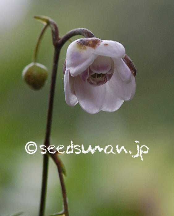 anemonopsis_macrophylla_20120720_2