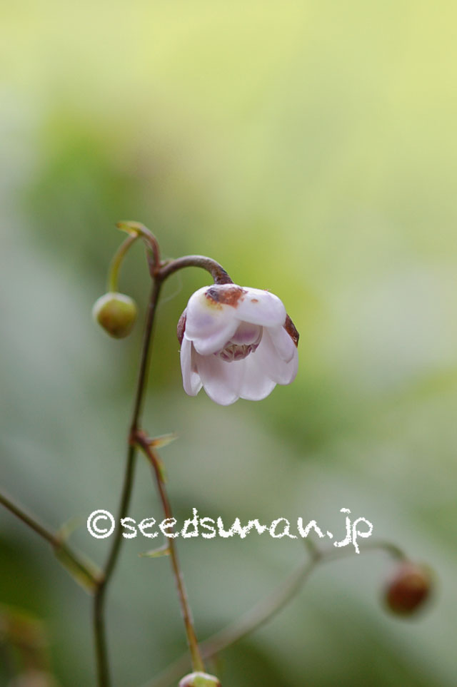 anemonopsis_macrophylla_20120720_3