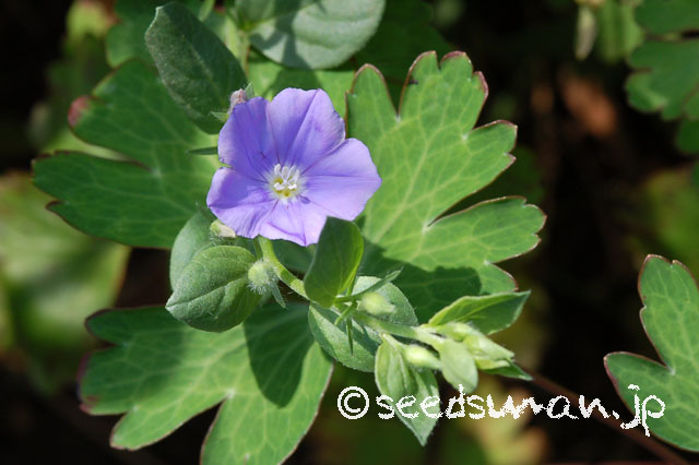 convolvulus_sabatius_20120723