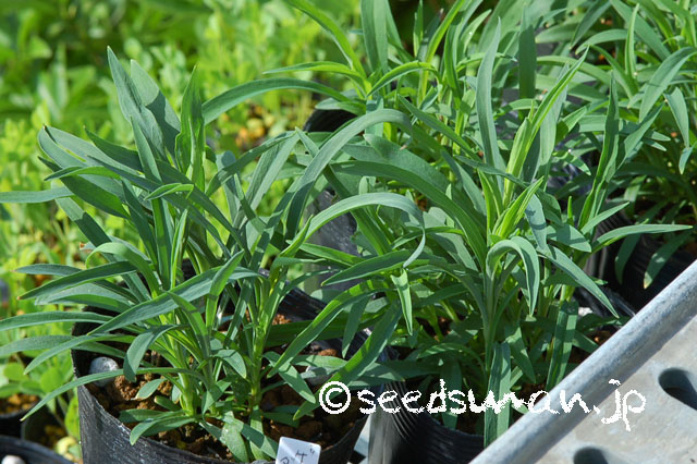 dianthus_x_isensis_20120717