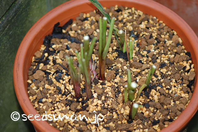 echinacea_pallida_20120713