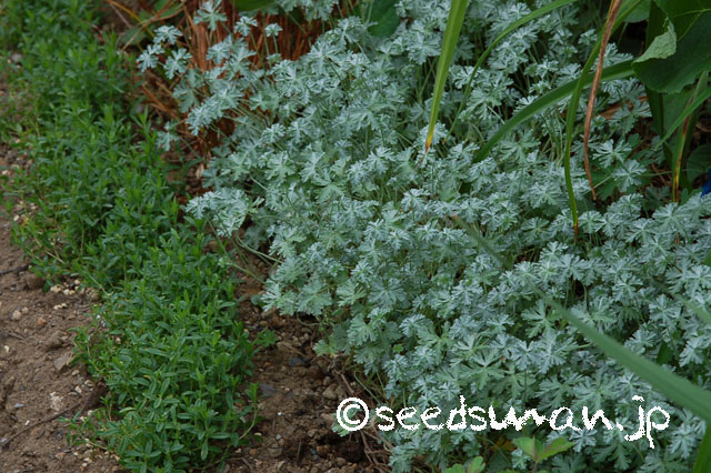 geranium_harveyi_20120720