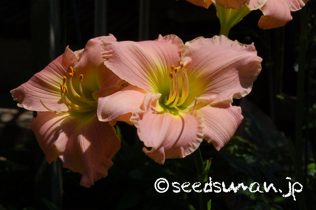 hemerocallis_DreamWorld_20120717_1