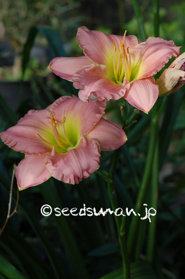 hemerocallis_DreamWorld_20120717_2