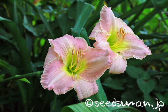 hemerocallis_Dreamworld_20120719