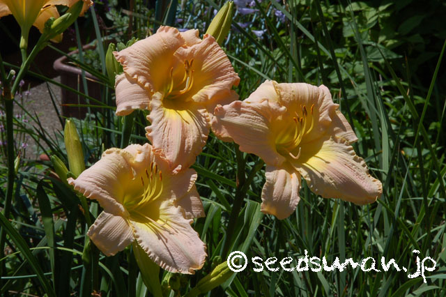 hemerocallis_OlallieLightHearted_20120717