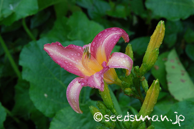 hemerocallis_OlallieOrchid_20120702_1