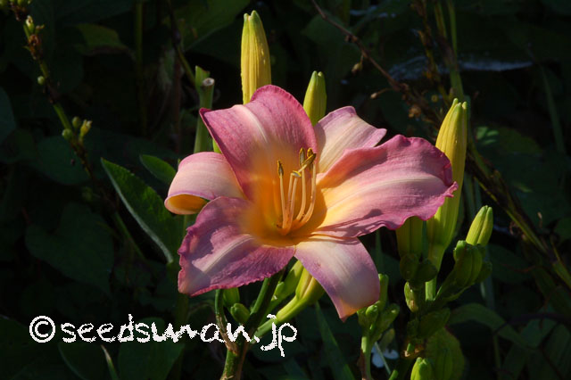 hemerocallis_OlallieOrchid_20120702_2