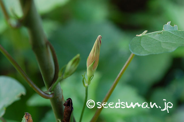 ipomoea_congesta_CapeTownBlue_20120717