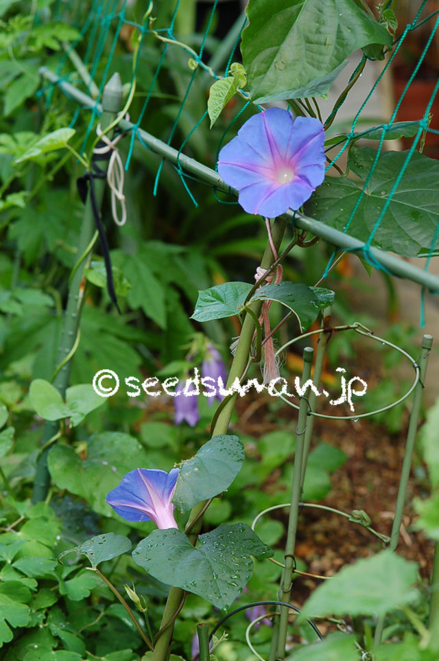 ipomoea_congesta_CapeTownBlue_20120719_1