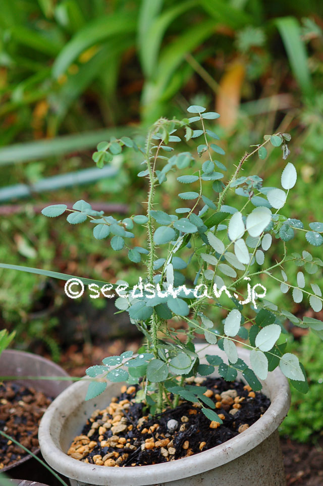 rosa_moyesii_20120713