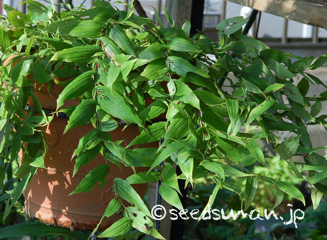 tricyrtis_macranthopsis_20120723_1