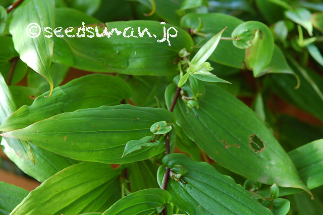 tricyrtis_macranthopsis_20120723_2
