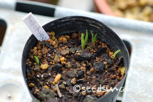 aristea_ecklonii_20120815