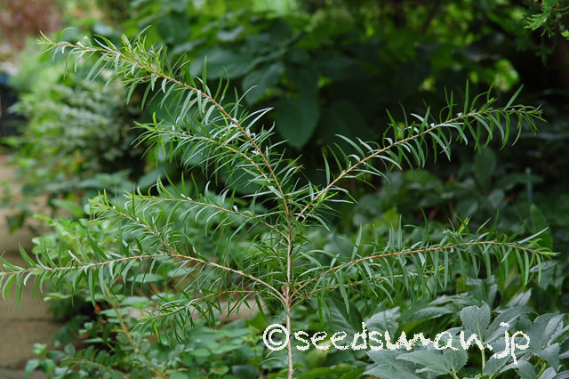 callistemon_viminalis_20120812