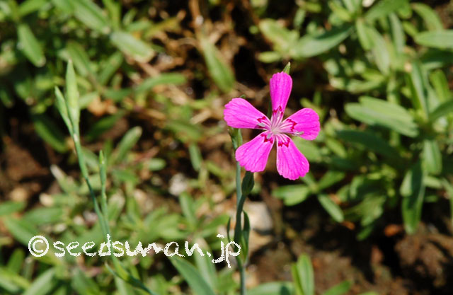 dianthus_deltoides_Pink_20120807