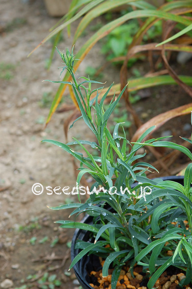 dianthus_x_isensis_20120801