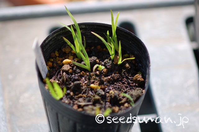 aAristea_ecklonii_20120914