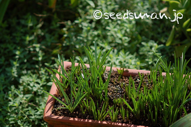 muscari_armeniacum_20120914