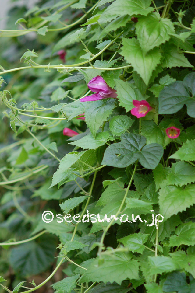 asarina_GralioRose_20121017_2