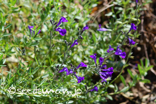 salvia_muelleri_20121024