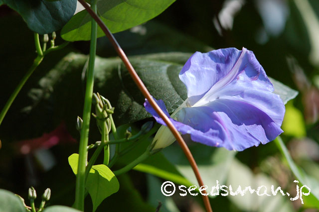 ipomoea_tricolor_HeavenlyBlue_20121101_1
