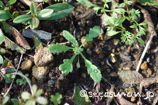 papaver_rhoeas_EngelsChoir_20121129