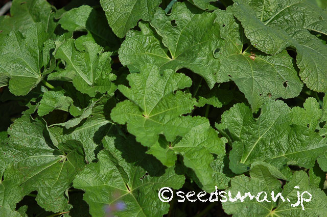 alcea_rosea_FiestaTime_20121129