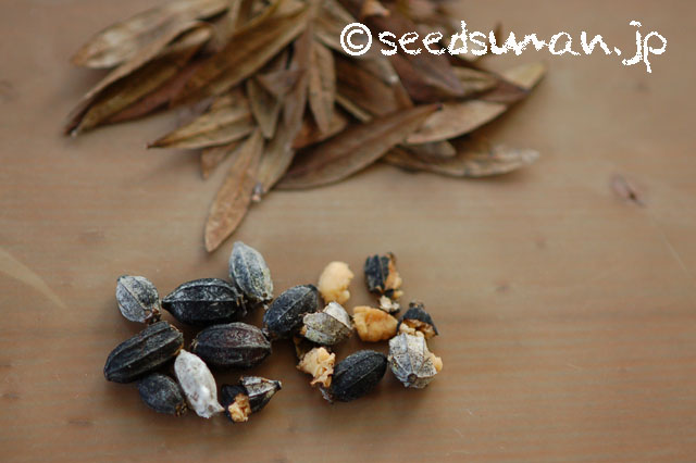 buckleya_lanceolata_20130129