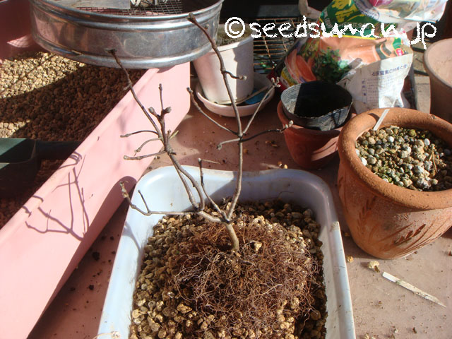 daphne_alpina_20130217