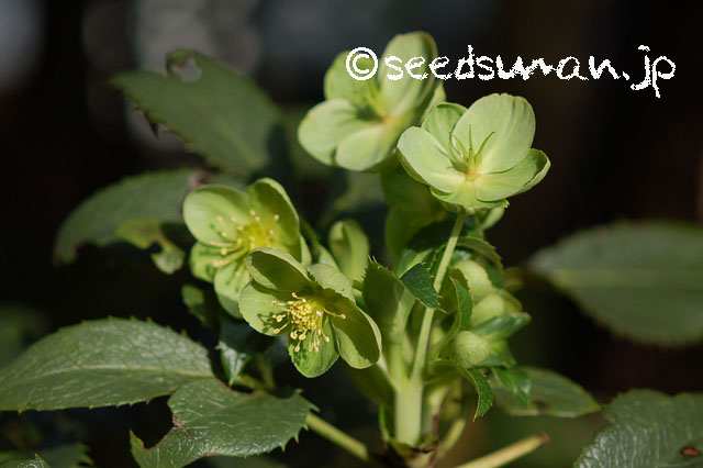helleborus_lividus_ssp_corsicus_20130208