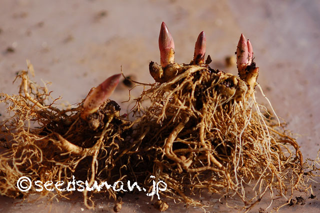paeonia_japonica_20130217