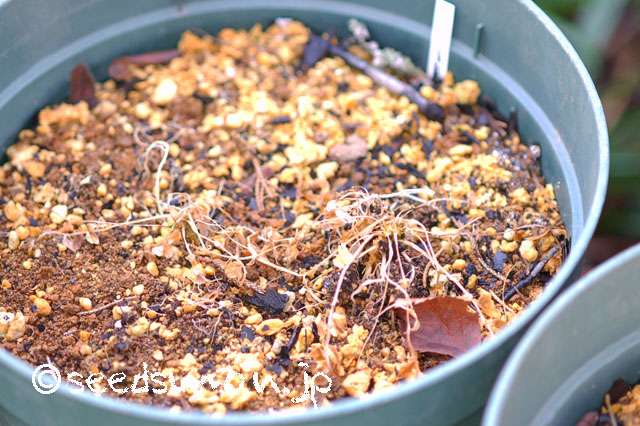 polemonium_cashmerianum_20130228