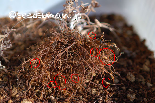 pulsatilla_vulgaris_20130217