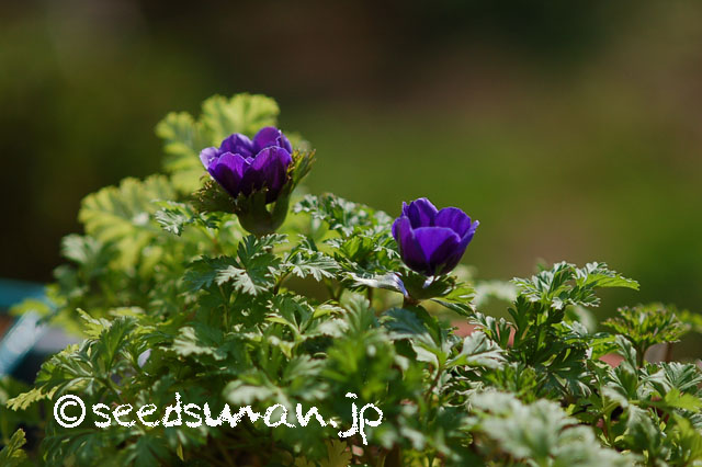 anemone_coronaria_20130323