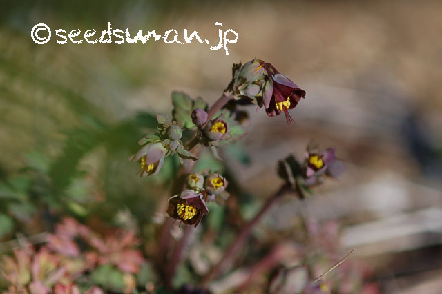 aquilegia_viridiflora_20130312