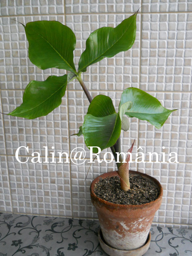 arisaema_ringens_Calin_20130308_1