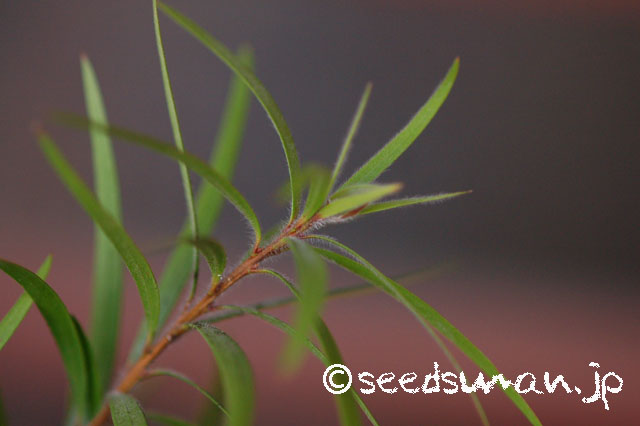 callistemon_viminalis_20130320