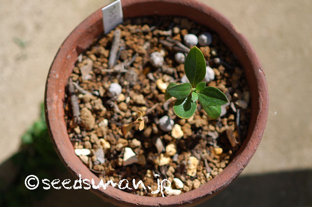 cistus_incanus_ssp_creticus_20130326
