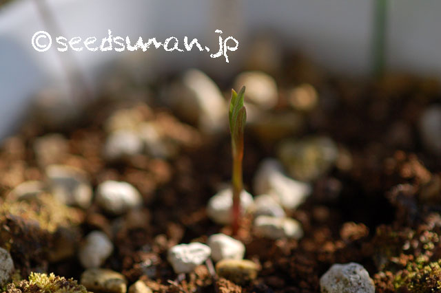 clematis_fusca_20130312