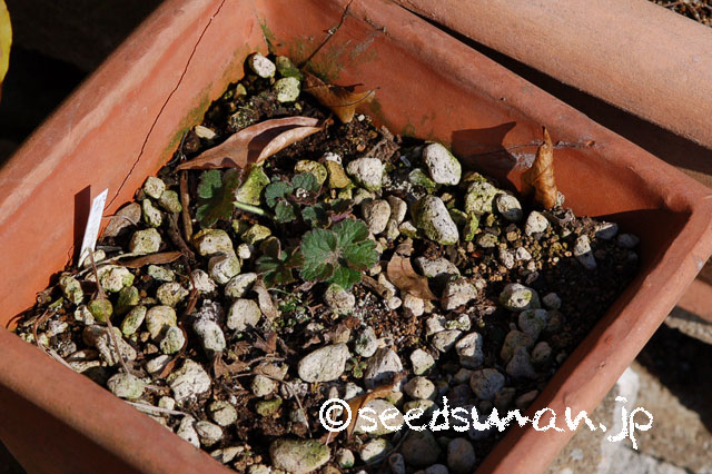 geranium_eriostemon_20130317